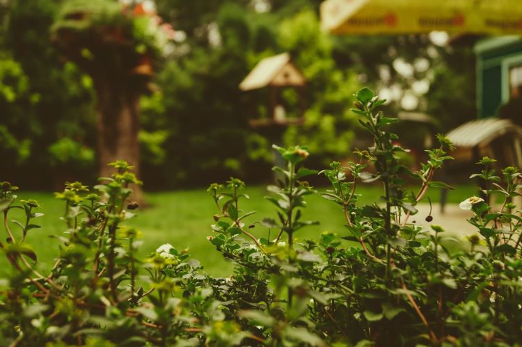 Kerb Appeal | Image of a bush with a blurred out garden and birdhouse in the background