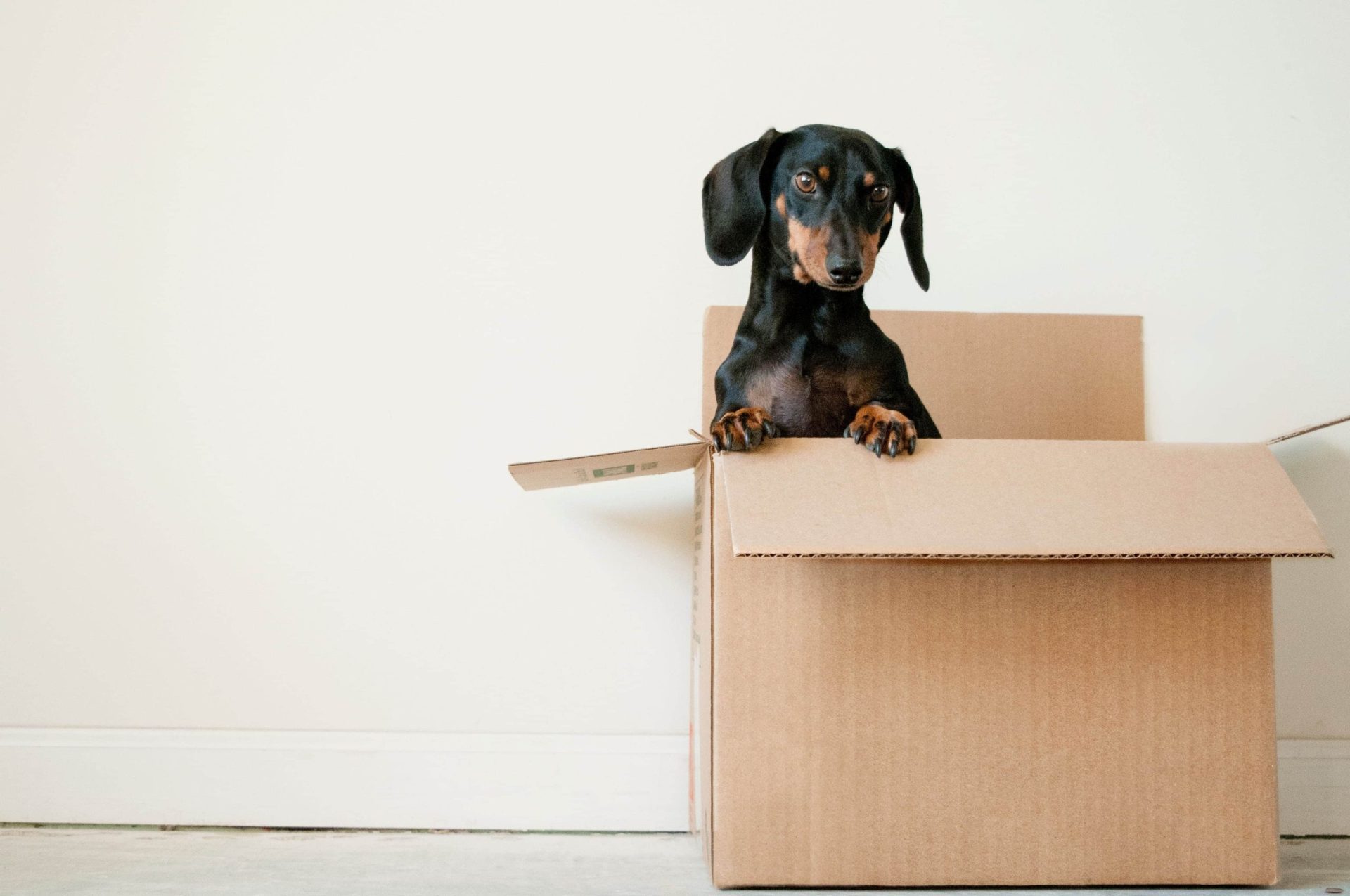 A dachshund stood up inside of a cardboard box